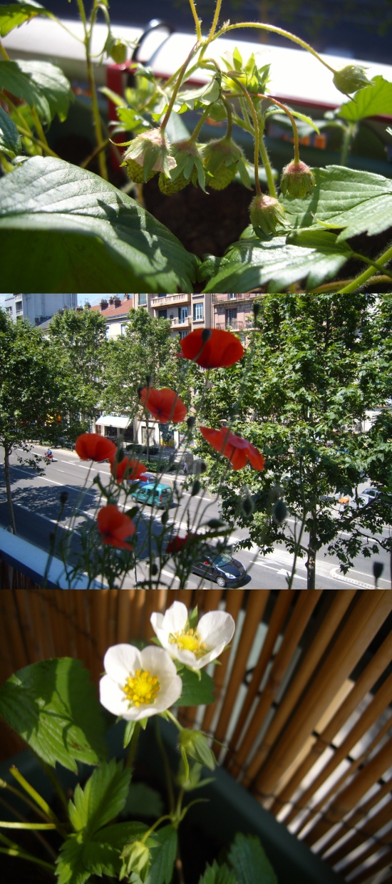 fleurs balcon