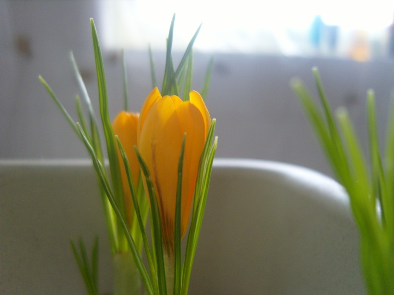 crocus