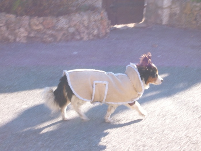 chien au manteau