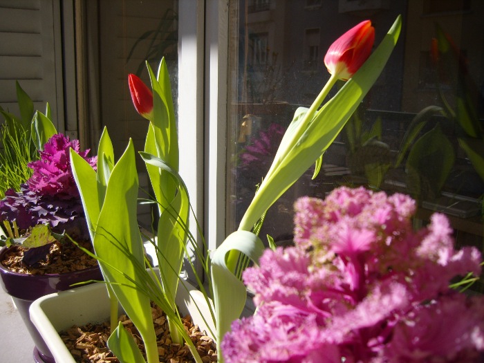 tulipes balcon