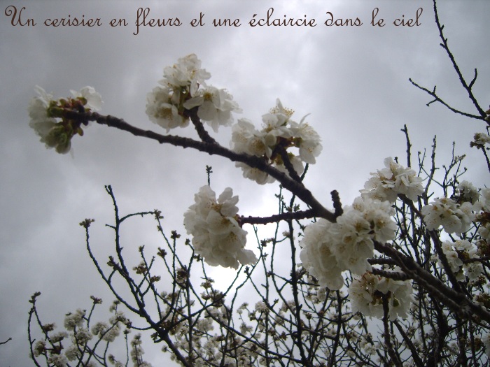 fleurs de cerisier