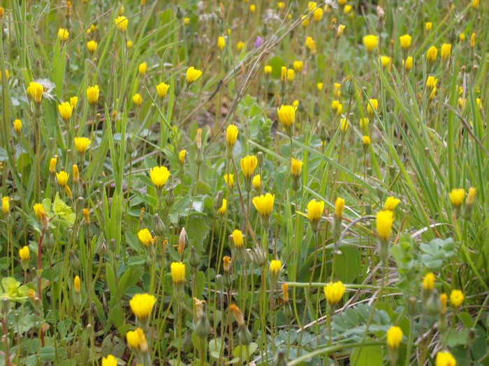 petites fleurs jaunes